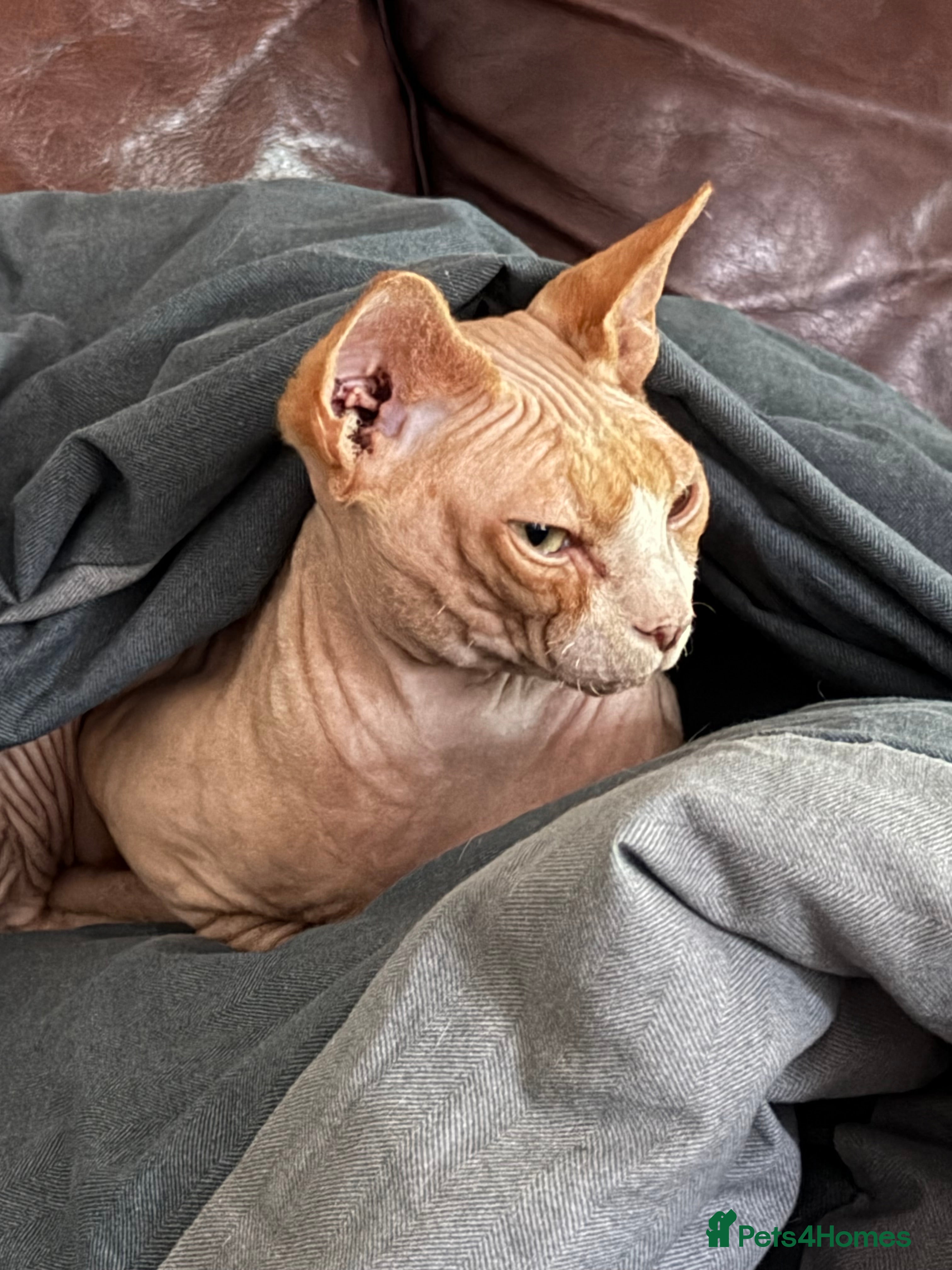 Mr Crinkles 
