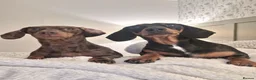 Miniature Dachshund dogs for sale: Miniature Dachshund puppies  in Derby - Advert 3