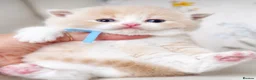 British Shorthair cats for sale: 🐾Ready to go 23rd June   - Advert 7
