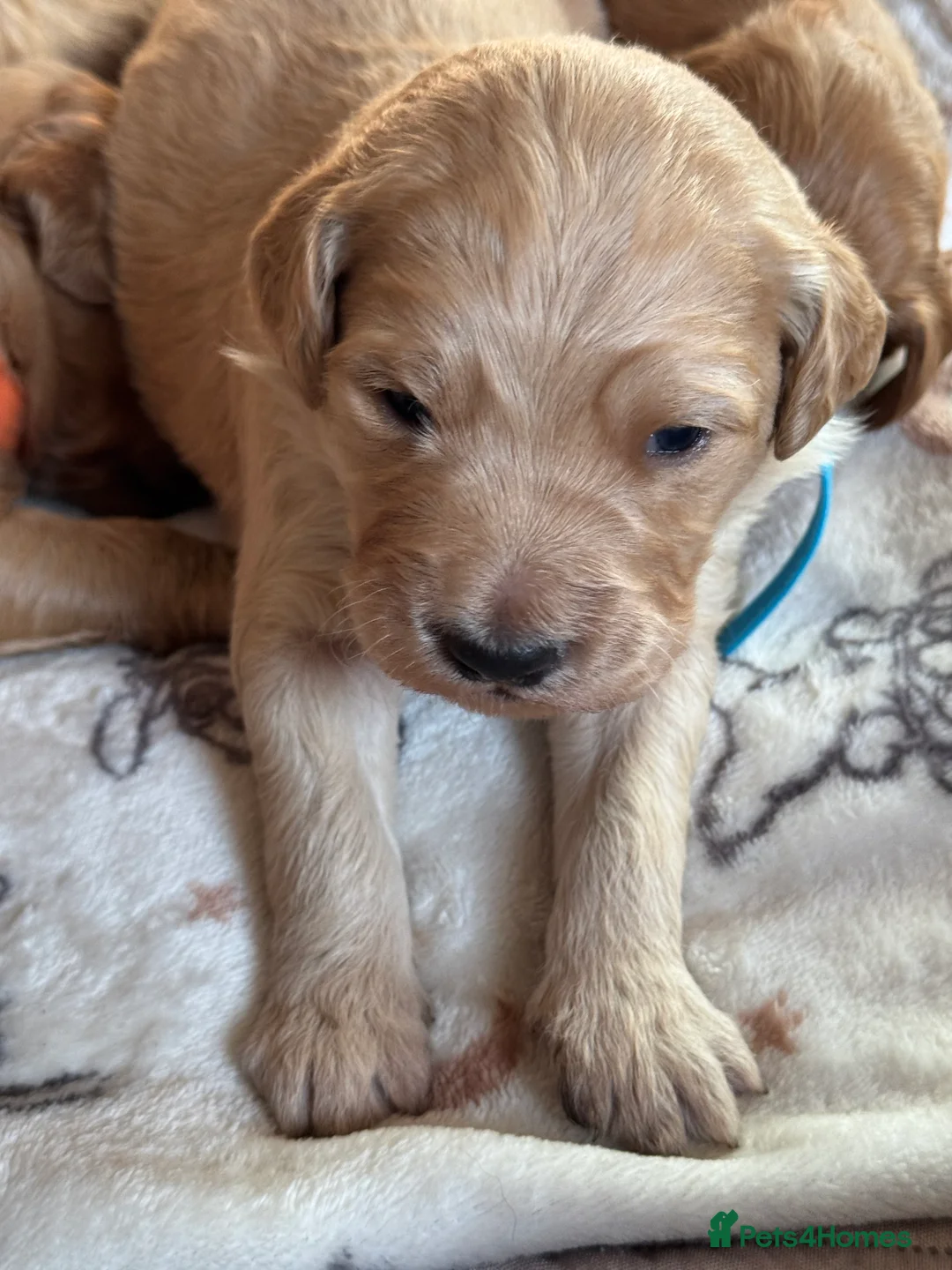 Goldendoodle dogs for sale: Expecptional goldendoodles - Advert 15