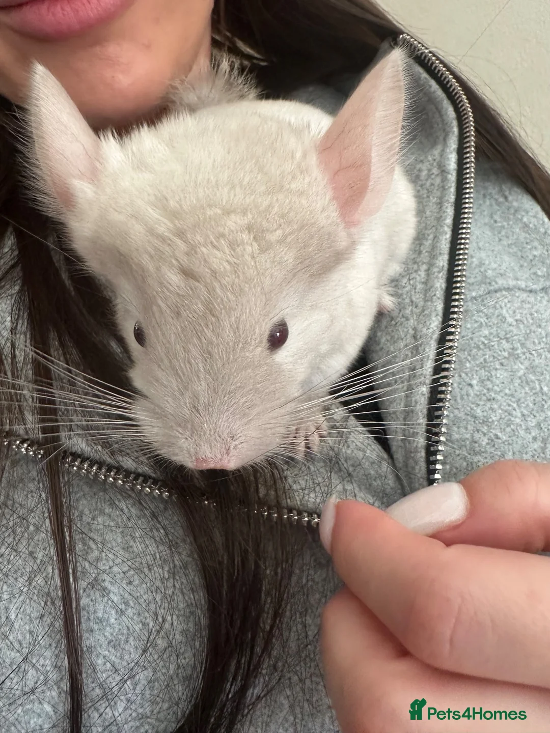 Chinchilla rodents for sale: Champagne Beige Baby Chinchilla (Male) - Advert 2