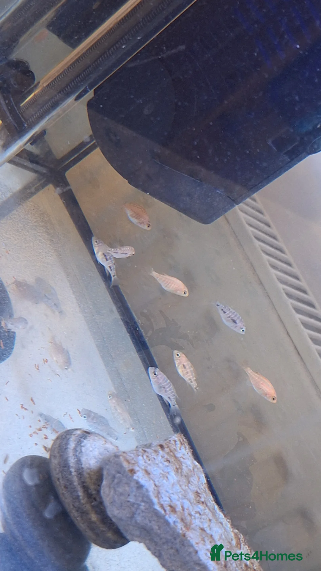 Cichlids fish for sale: +-20 Malawi Cichlids 2 different age - Advert 2