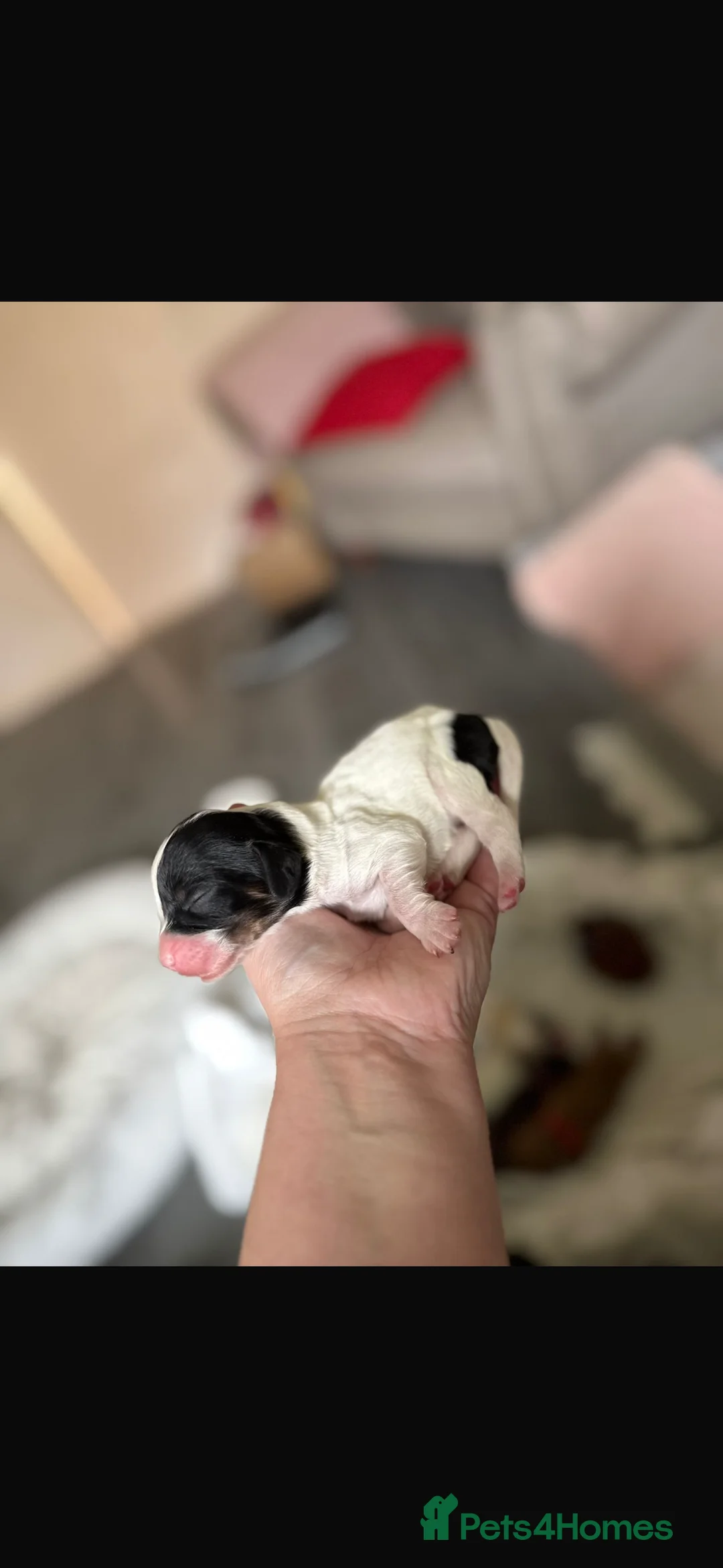 Mixed Breed dogs for sale: Beautiful cocker spaniel & Cavapoo puppies  in Bingley - Advert 8