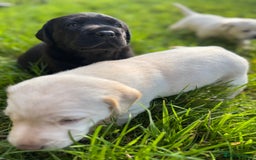 Labrador Retriever dogs for sale: KC health tested Labrador Pups  - Image 31