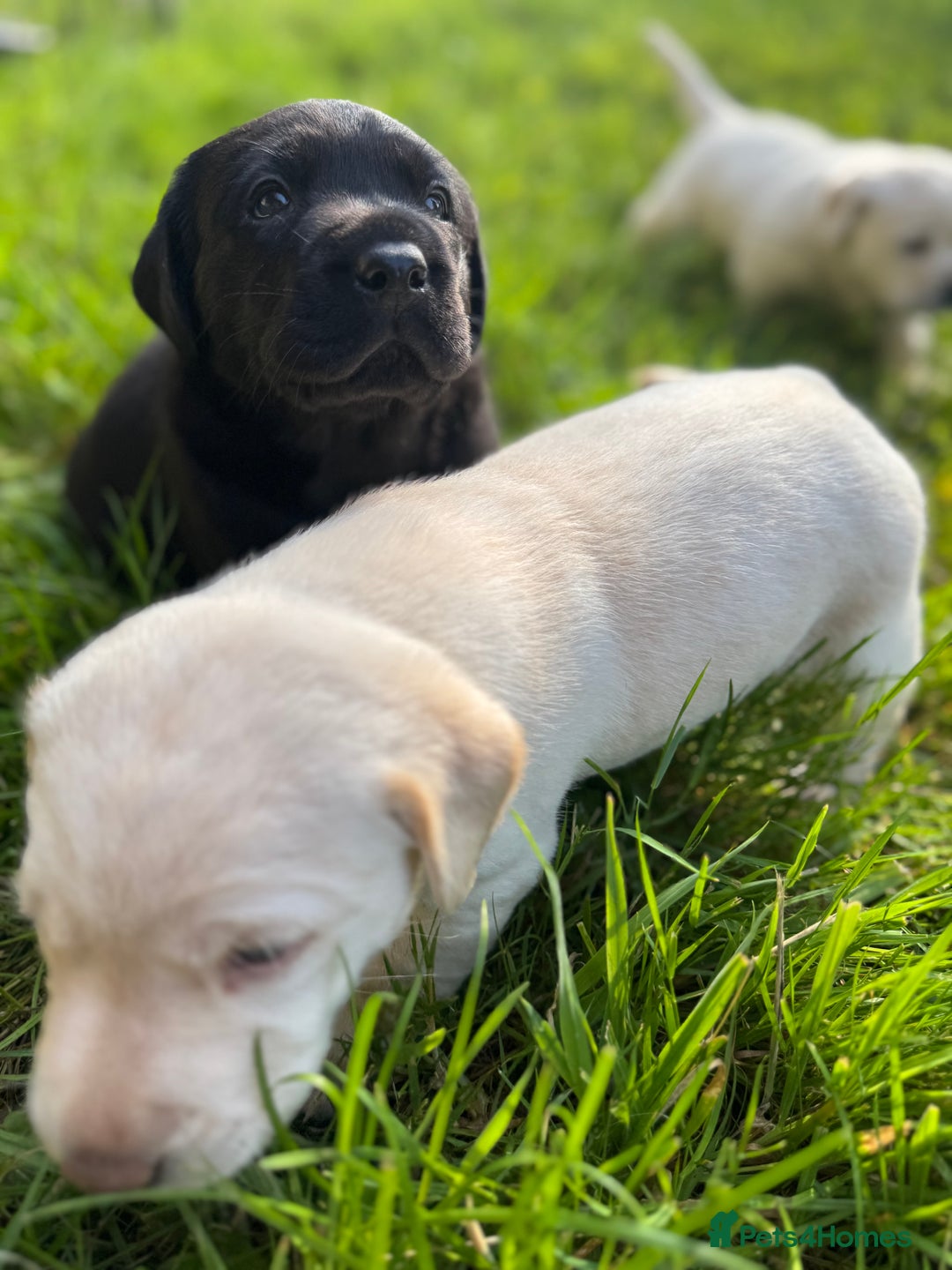 Labrador Retriever dogs for sale: KC health tested Labrador Pups  - Image 31
