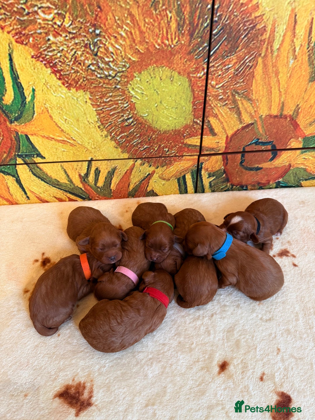 Cavapoo dogs for sale: *Stunning Ruby Red F1 Cavapoo Puppies For Sale* - Advert 4