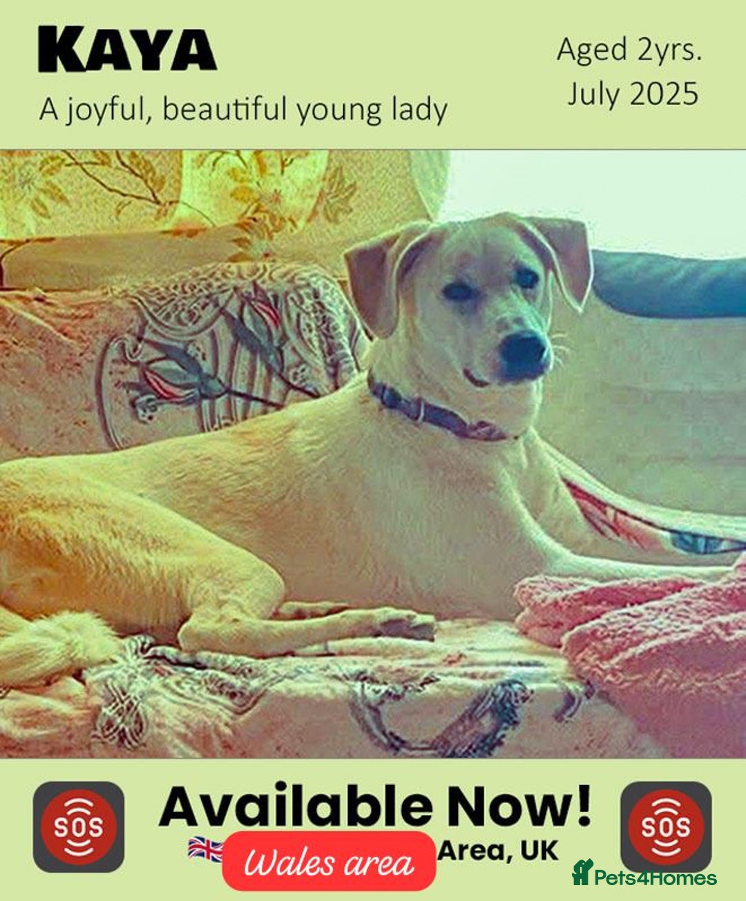 Mixed Breed dogs for adoption: Kaya, 2 years approx. Available for adoption. in Brixham - Advert 3