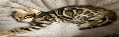 Bengal Kitten 2