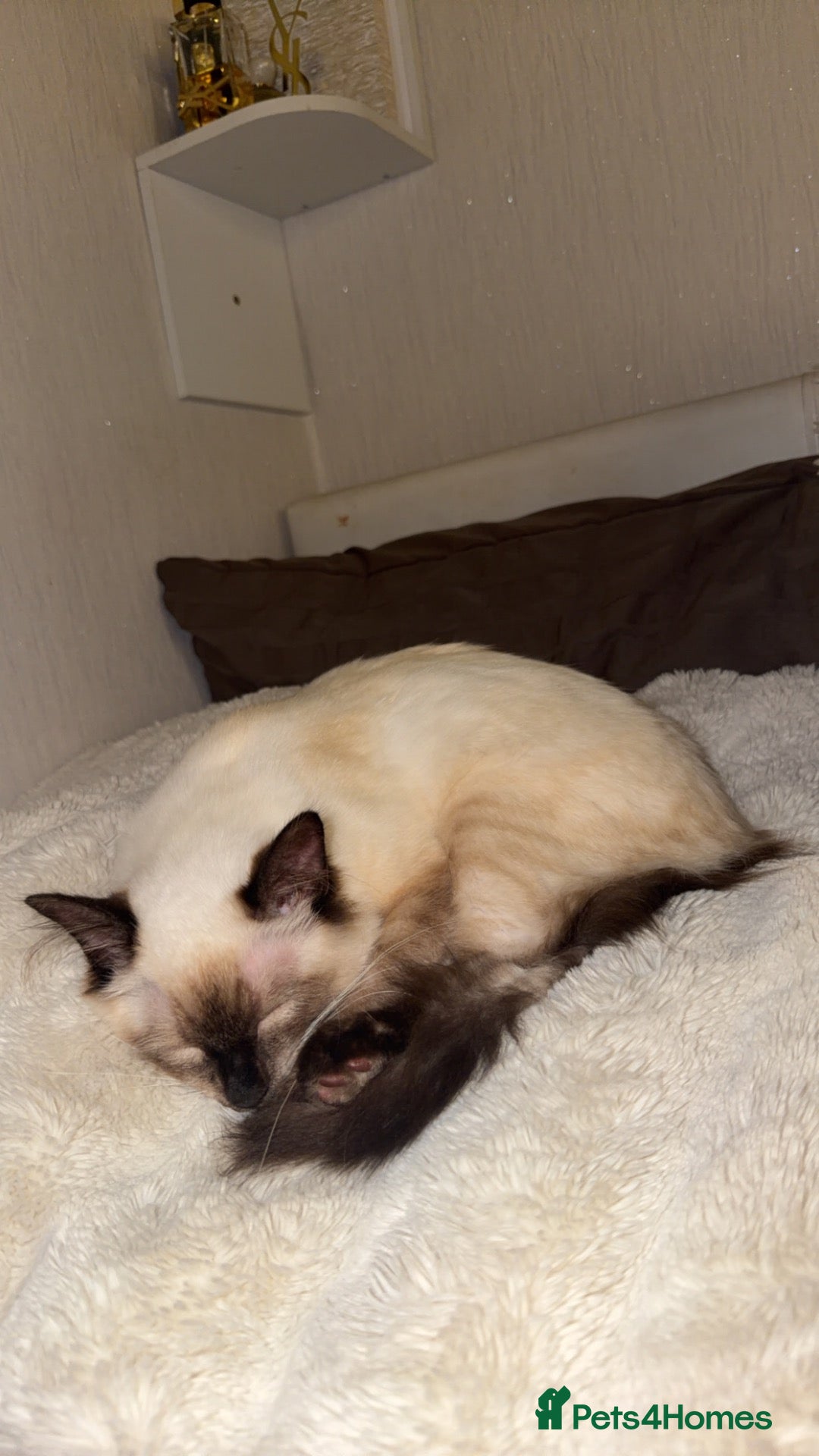 Ragdoll cats Beautiful Male Ragdoll – Cairo 🩵 - Advert 1