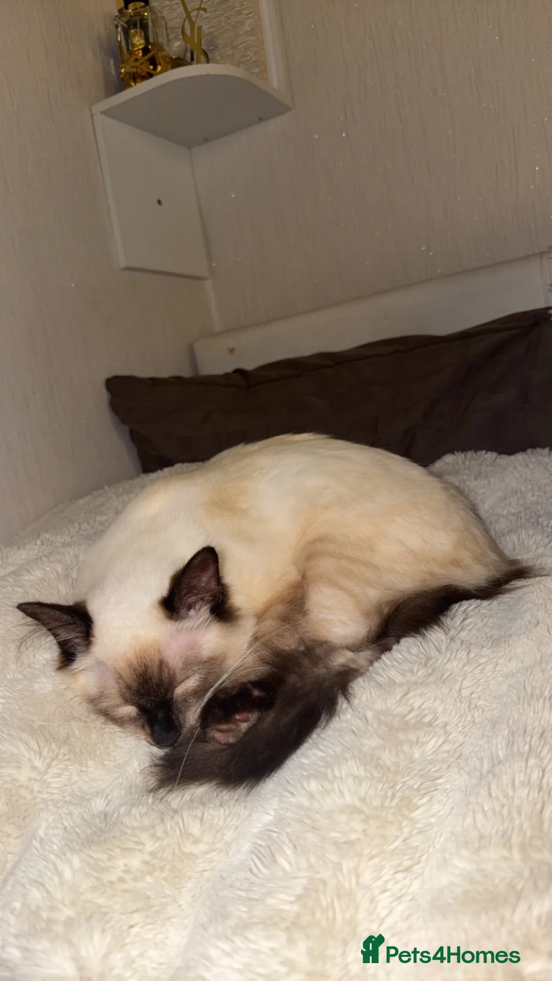 Ragdoll cats for sale: Beautiful Male Ragdoll – Cairo 🩵 - Advert 1