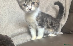 Mixed Breed cats for sale: Maincoon x Scottish fold  - Image 20