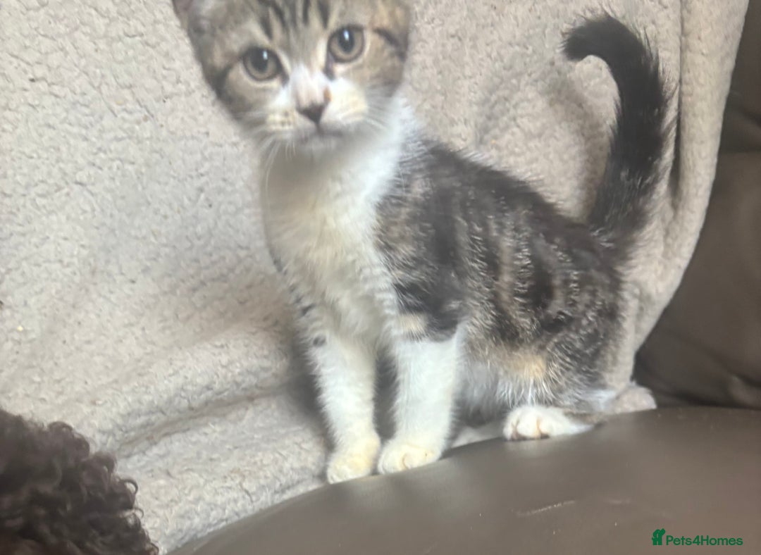 Mixed Breed cats for sale: Maincoon x Scottish fold  - Image 20