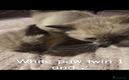 Ragdoll cats for sale: Beautiful Ragdoll Kittens - Image 11