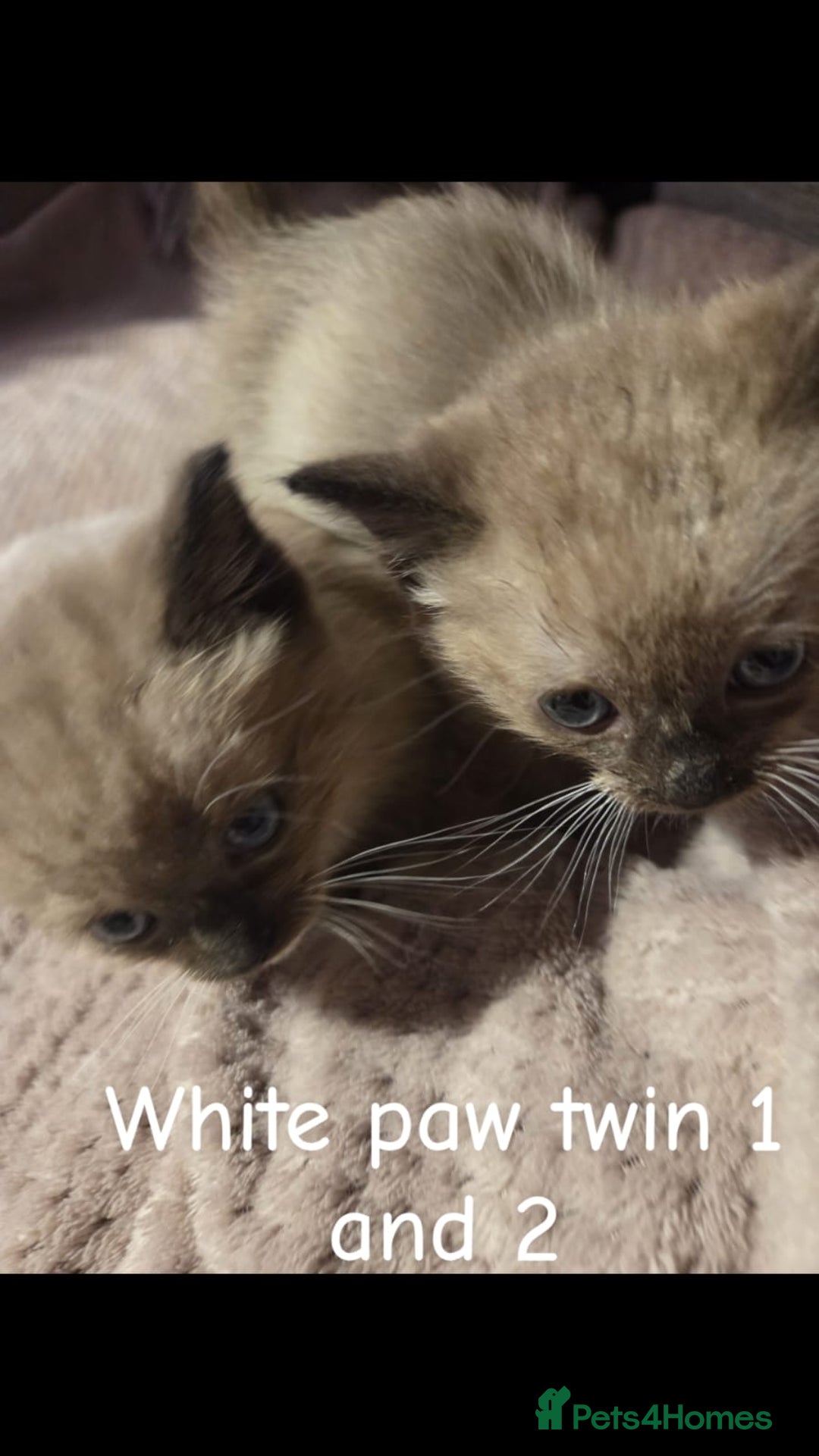 Ragdoll cats for sale: Beautiful Ragdoll Kittens - Image 11