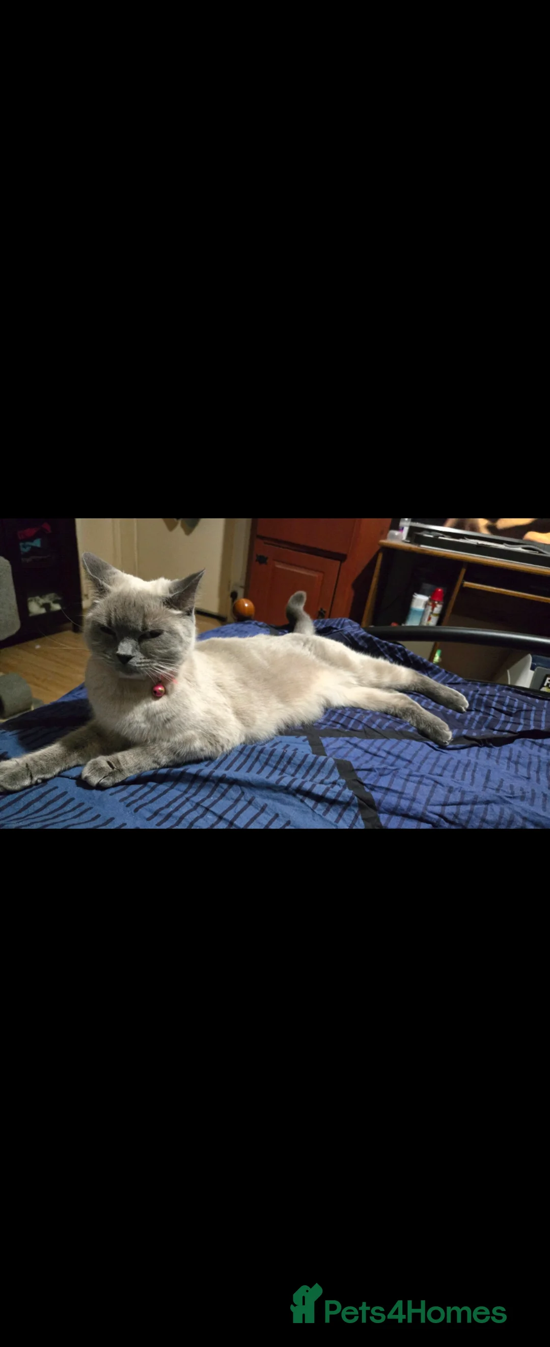 British Shorthair cats for sale: Maya and Oscare sale together 4 years old in London - Advert 2