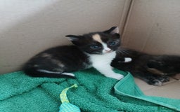 Mixed Breed cats for sale: Beautiful kittens  - Image 4