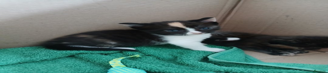 Mixed Breed Kitten 3
