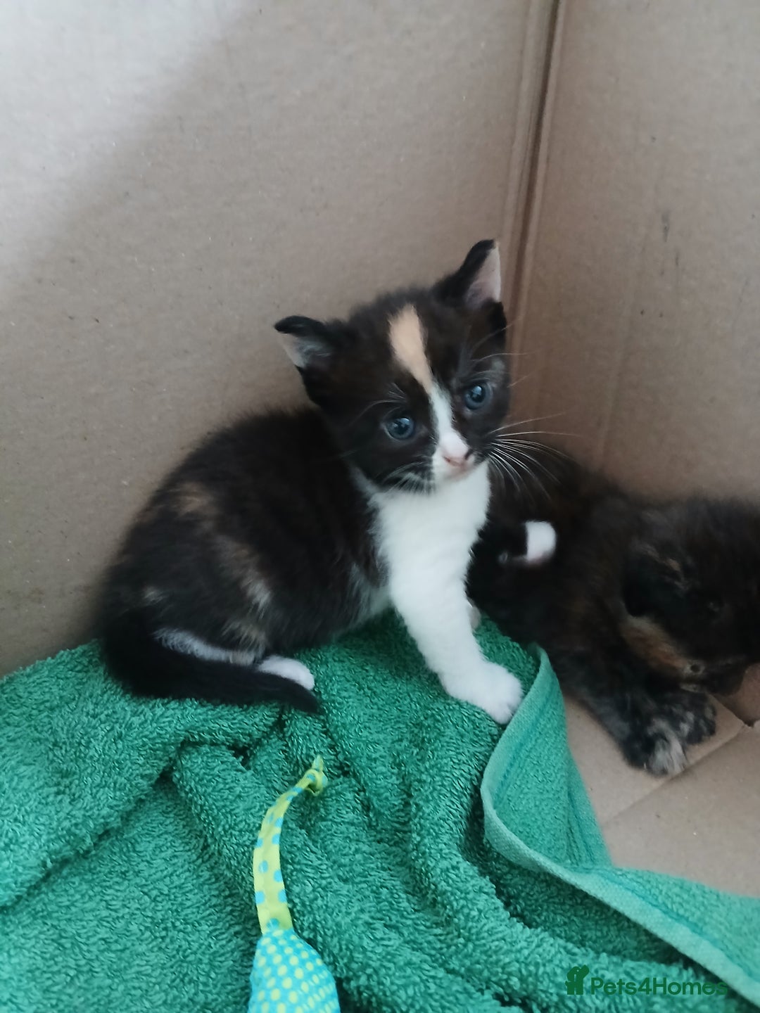 Mixed Breed cats for sale: Beautiful kittens  - Image 4