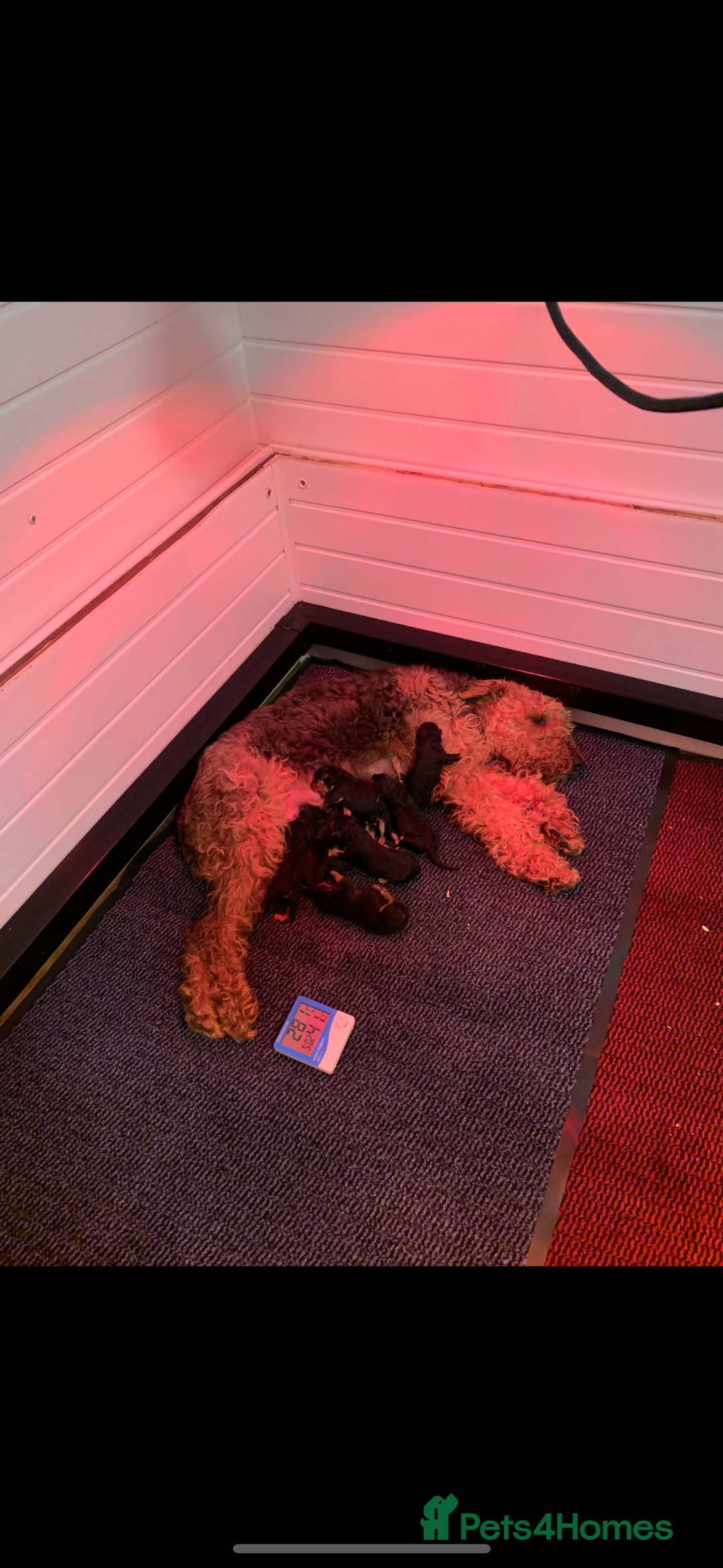 Airedale Terrier dogs for sale: Champion Coralita Airedale puppies  - Image 1
