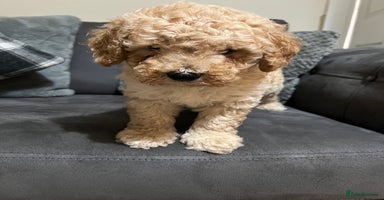 Cavapoo dogs - Advert 6