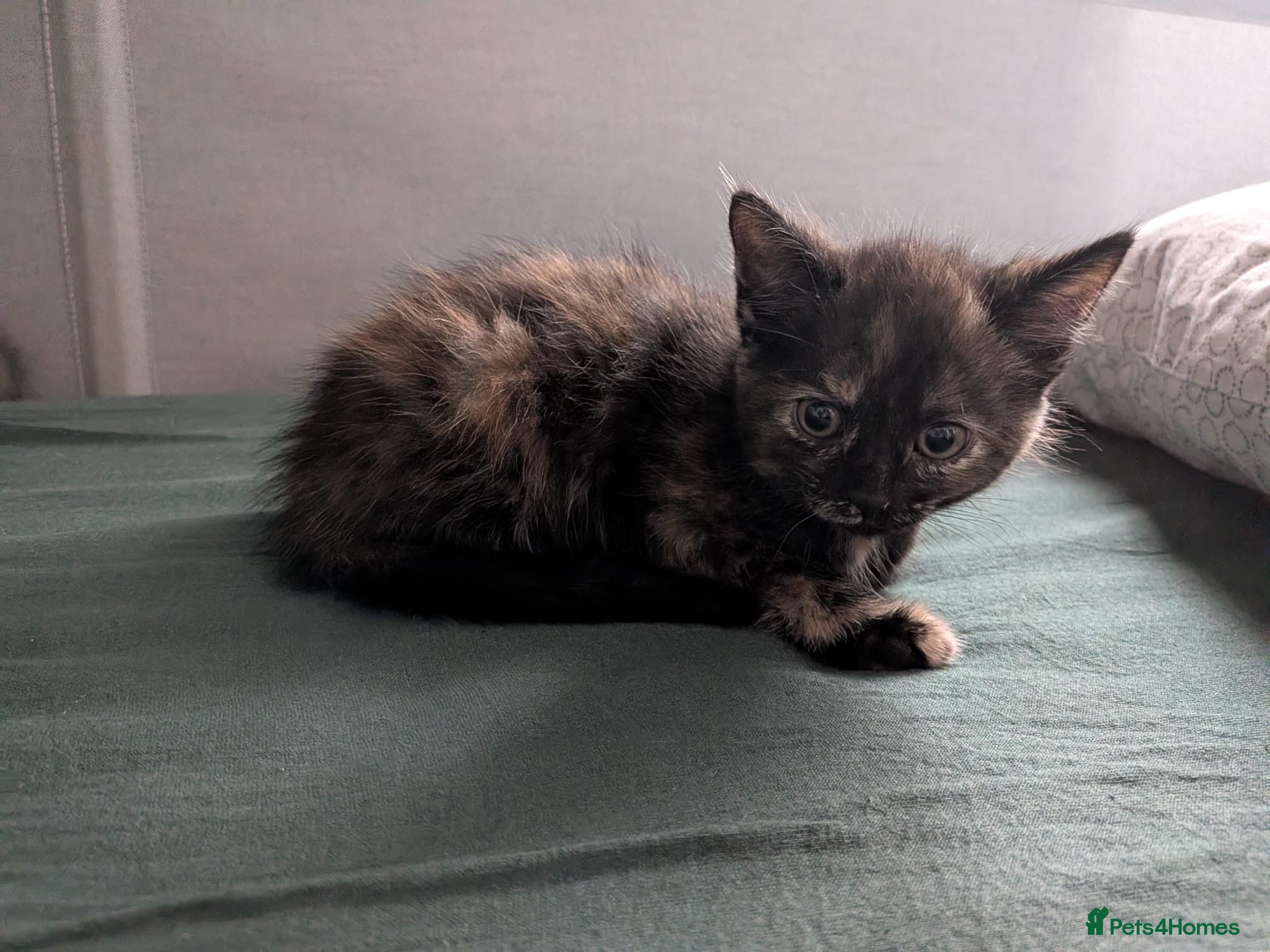 Mixed Breed cats Kittens  - Advert 1