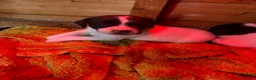 Mixed Breed dogs for sale: 1 male jack Russel/ springer pup  - Advert 10