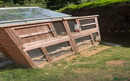 Ferret rodents for sale: Free  - Image 5