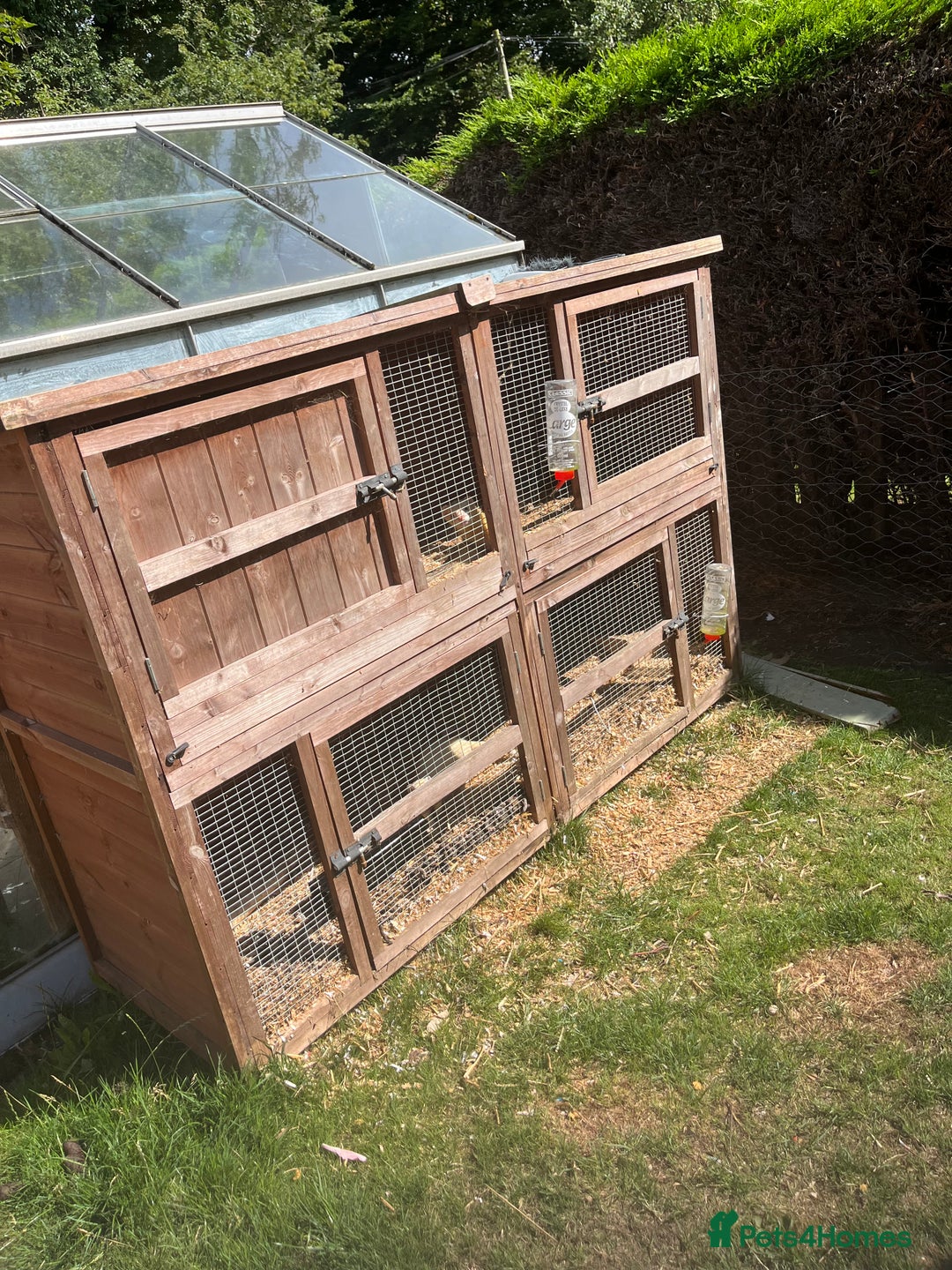 Ferret rodents for sale: Free  - Image 5