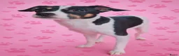 Mixed Breed dogs for sale: Gorgeous little girl in need of a forever home - Advert 7