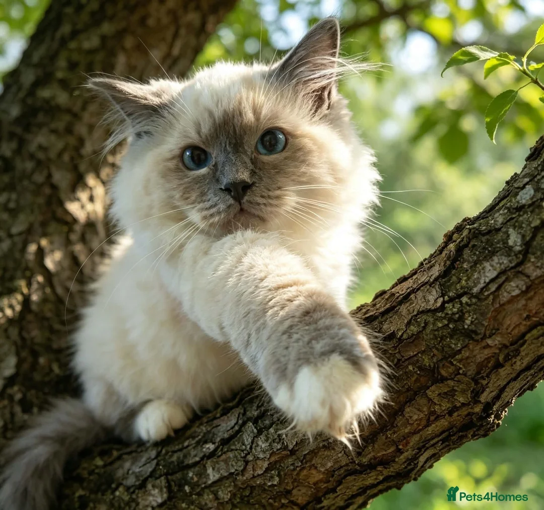 Ragdoll cats for sale: GCCF 5Gen Pedigree Blue Mitted Kittens - Advert 2