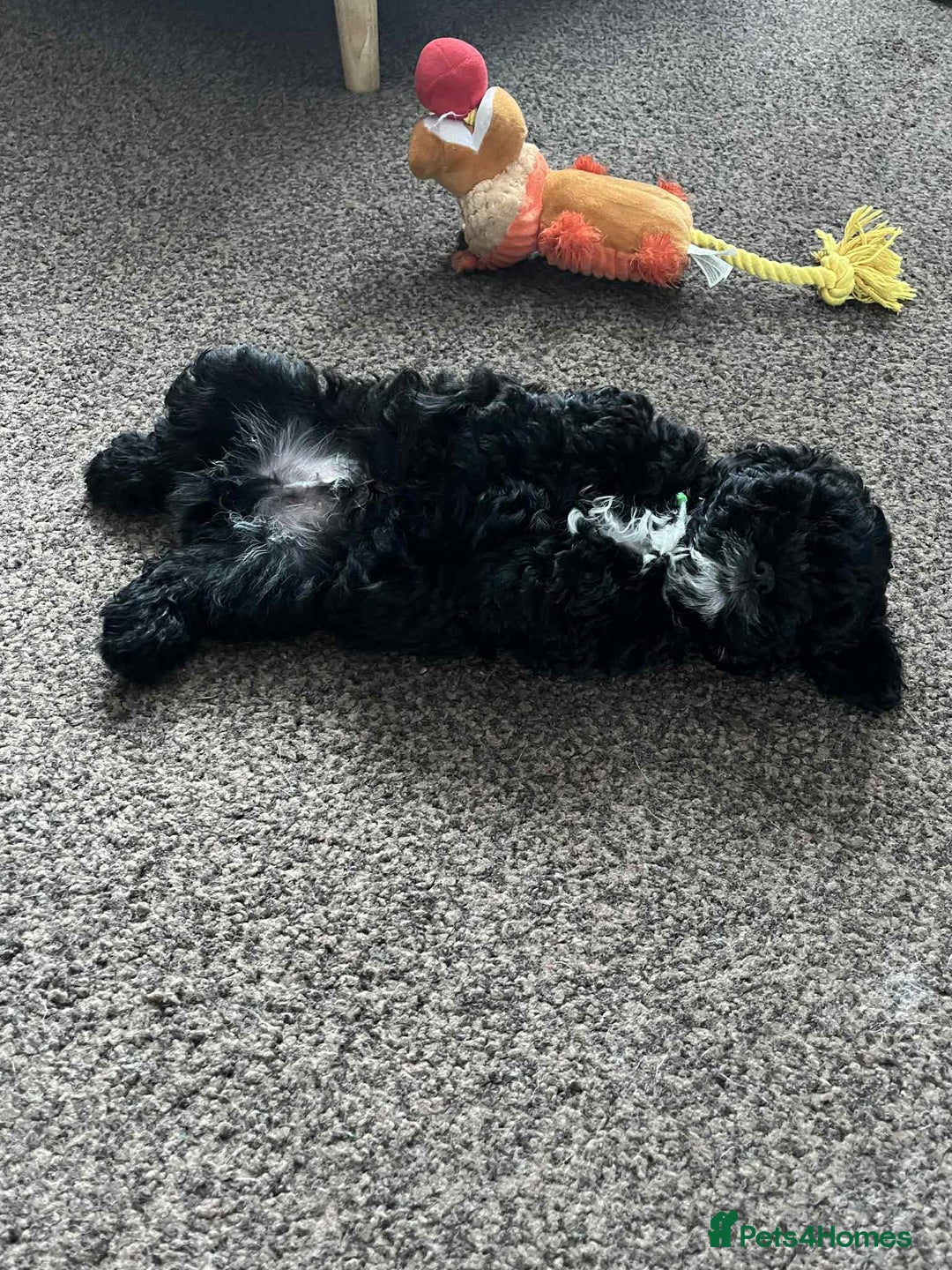 Shihpoo dogs for sale: Shizpoo Boy - Image 3