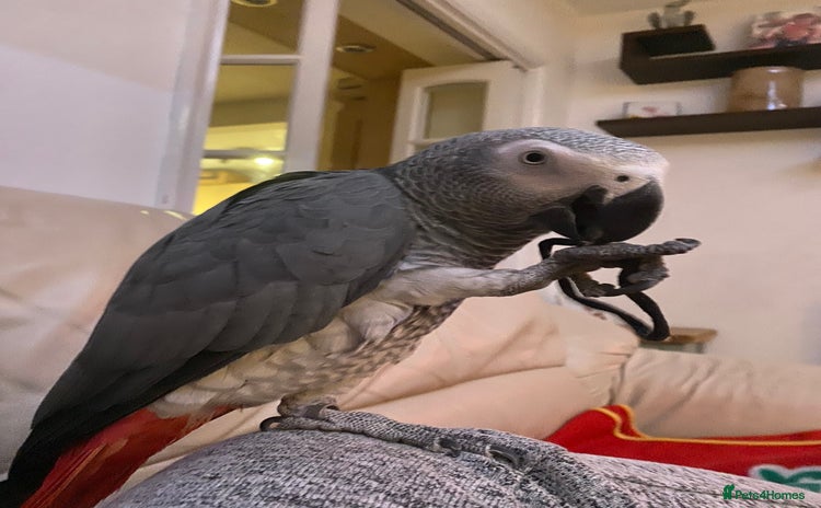 Parrots birds - Advert 5