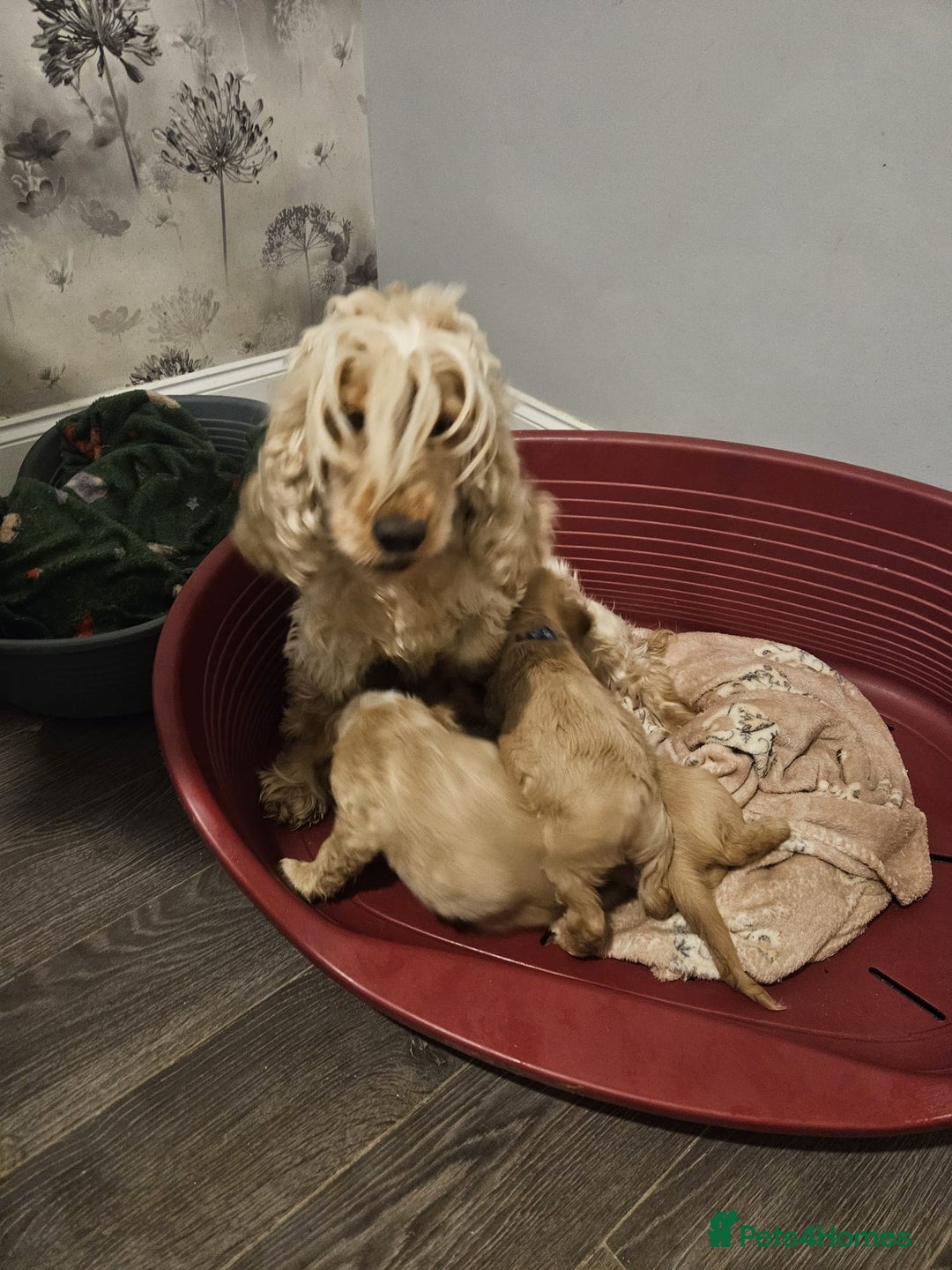 Cocker Spaniel dogs for sale: READY NOW ! Kc reg show cockers - Advert 3