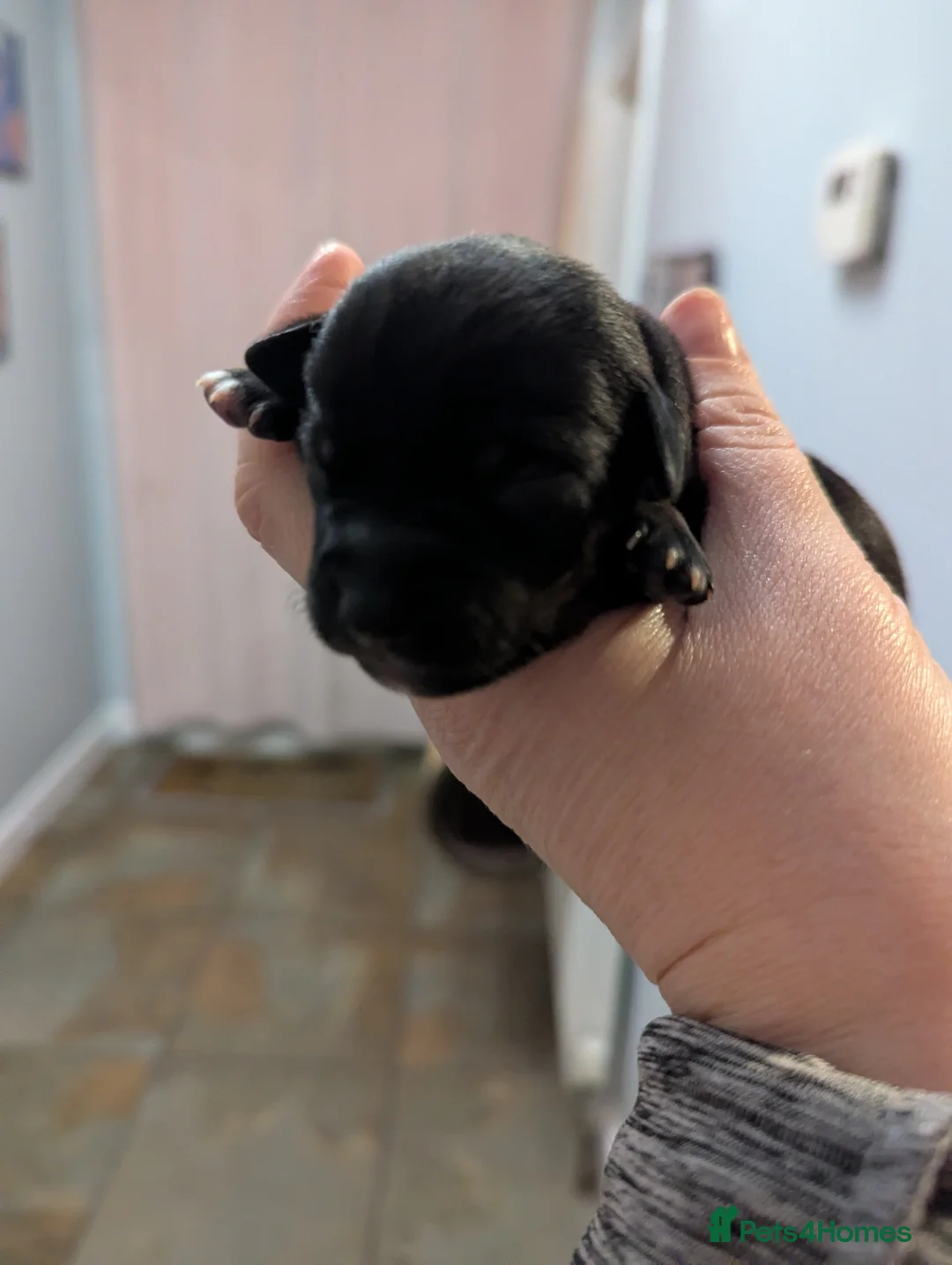 Jack Chi dogs for sale: Jack Chi babies  - Advert 19