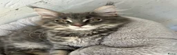 Maine Coon cats for sale: TICA Maine Coon Girls Ready Now DNA clear  - Advert 36