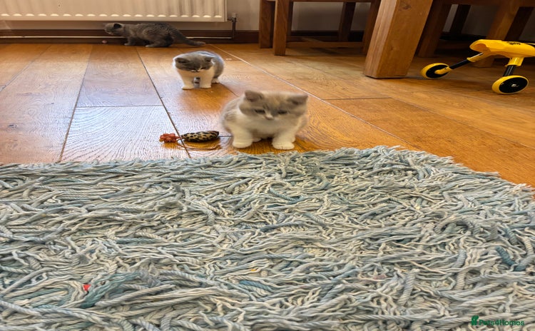 British Shorthair cats - Advert 8