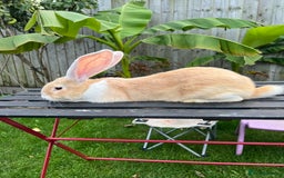 Continental Giant rabbits for sale: Continental Giants - Image 8