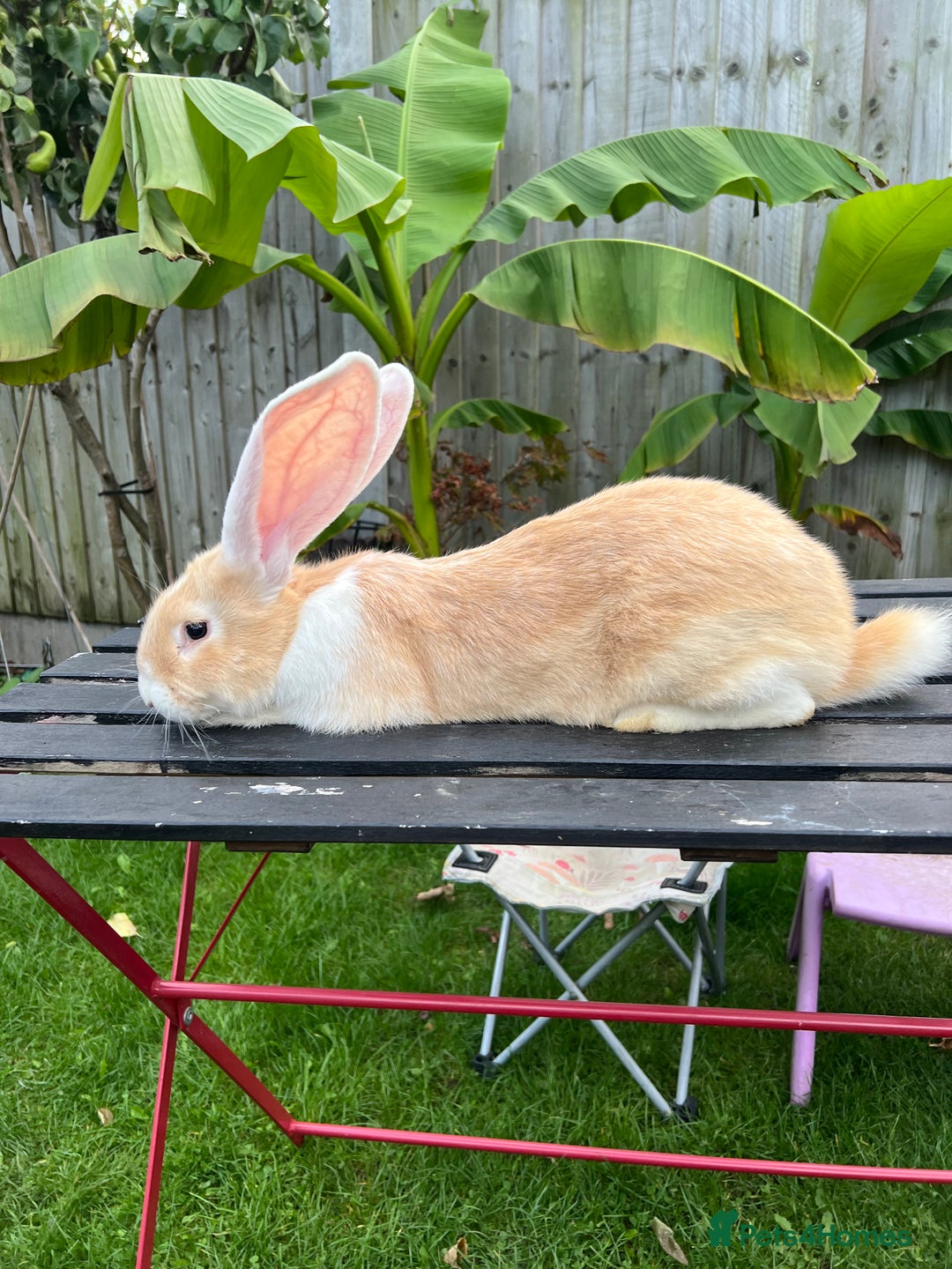 Continental Giant rabbits for sale: Continental Giants - Image 8