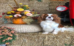 Cavalier King Charles Spaniel dogs for sale: Beautiful Blenheim Cavalier King Charles puppies - Image 25
