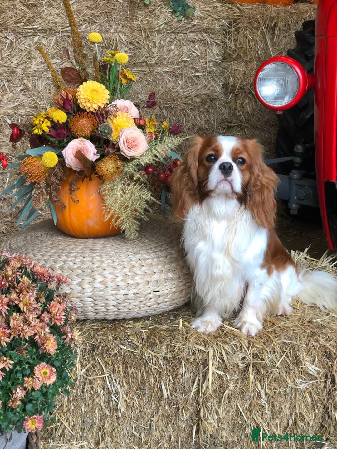 Cavalier King Charles Spaniel dogs for sale: Beautiful Blenheim Cavalier King Charles puppies - Image 25