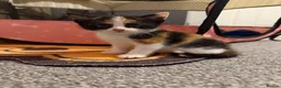 Domestic Shorthair cats for sale: 3 beautiful kittens in Winsford - Advert 7