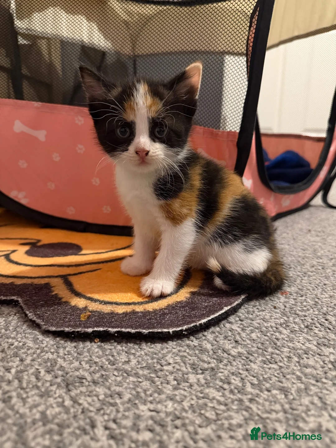 Domestic Shorthair cats for sale: 3 beautiful kittens in Winsford - Advert 7