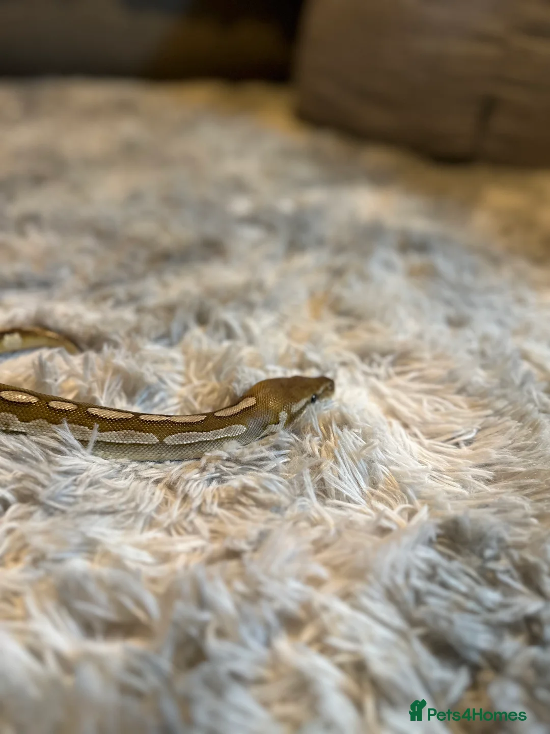 Python Snake reptiles for sale: Male Ball Python  in ELY - Advert 5