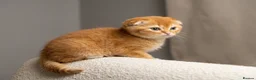 British Shorthair cats for sale: Last-Adorable Kitten Ready For Loving Home ❤️ - Advert 13