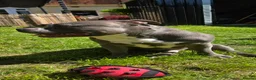 American Bully dogs for sale: Two Stunning American Bully Standard Puppies - Advert 29