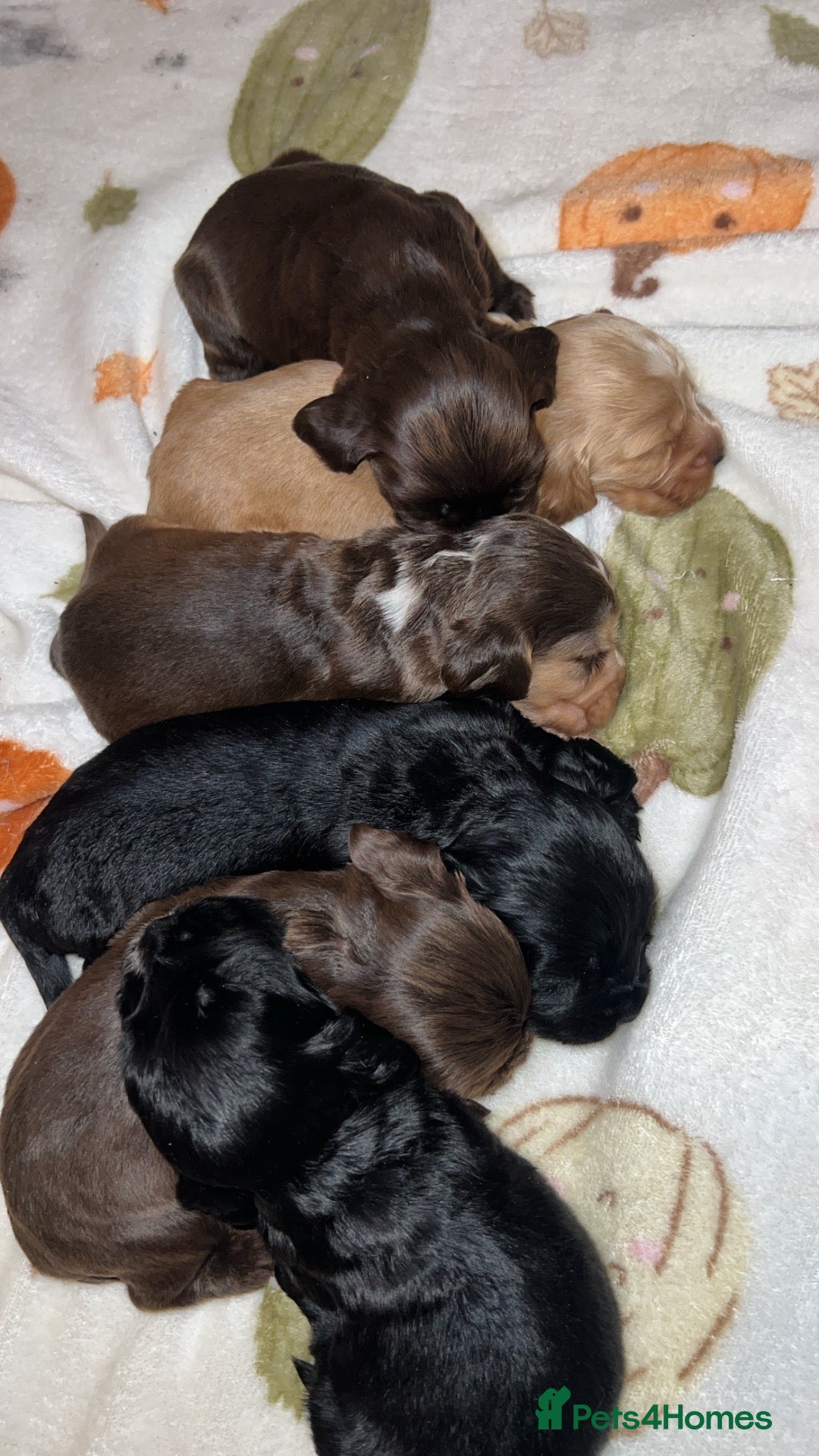 Cocker Spaniel dogs for sale:  KC Registered Show-Type Cocker Spaniel Puppies - Advert 24
