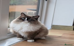 Ragdoll cats for sale: Beautiful Ragdoll Cats – Milo & Caramella - Advert 3