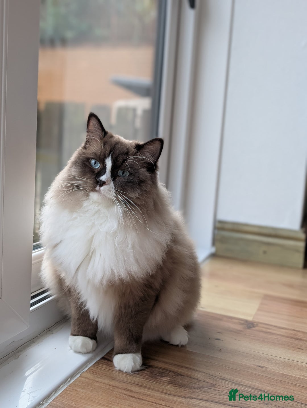 Ragdoll cats for sale: Beautiful Ragdoll Cats – Milo & Caramella - Advert 3