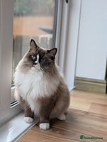 Ragdoll cats Beautiful Ragdoll Cats – Milo & Caramella - Advert 5