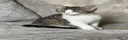 Domestic Shorthair cats for sale: Mimi  - Advert 2